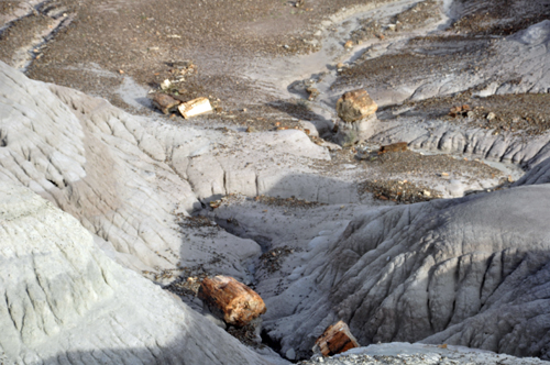 petrified logs in the hills at Blue Mesa Overlook